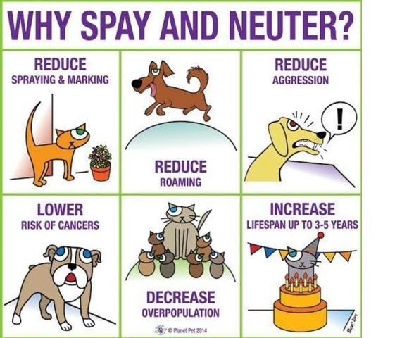 what are the benefits of neutering your dog