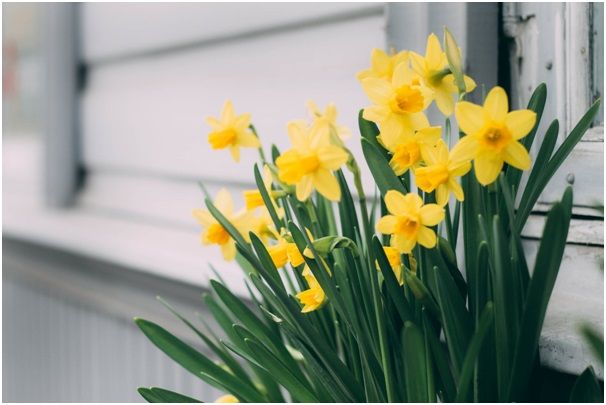 How To Cultivate Daffodils In Your Garden The Portugal News