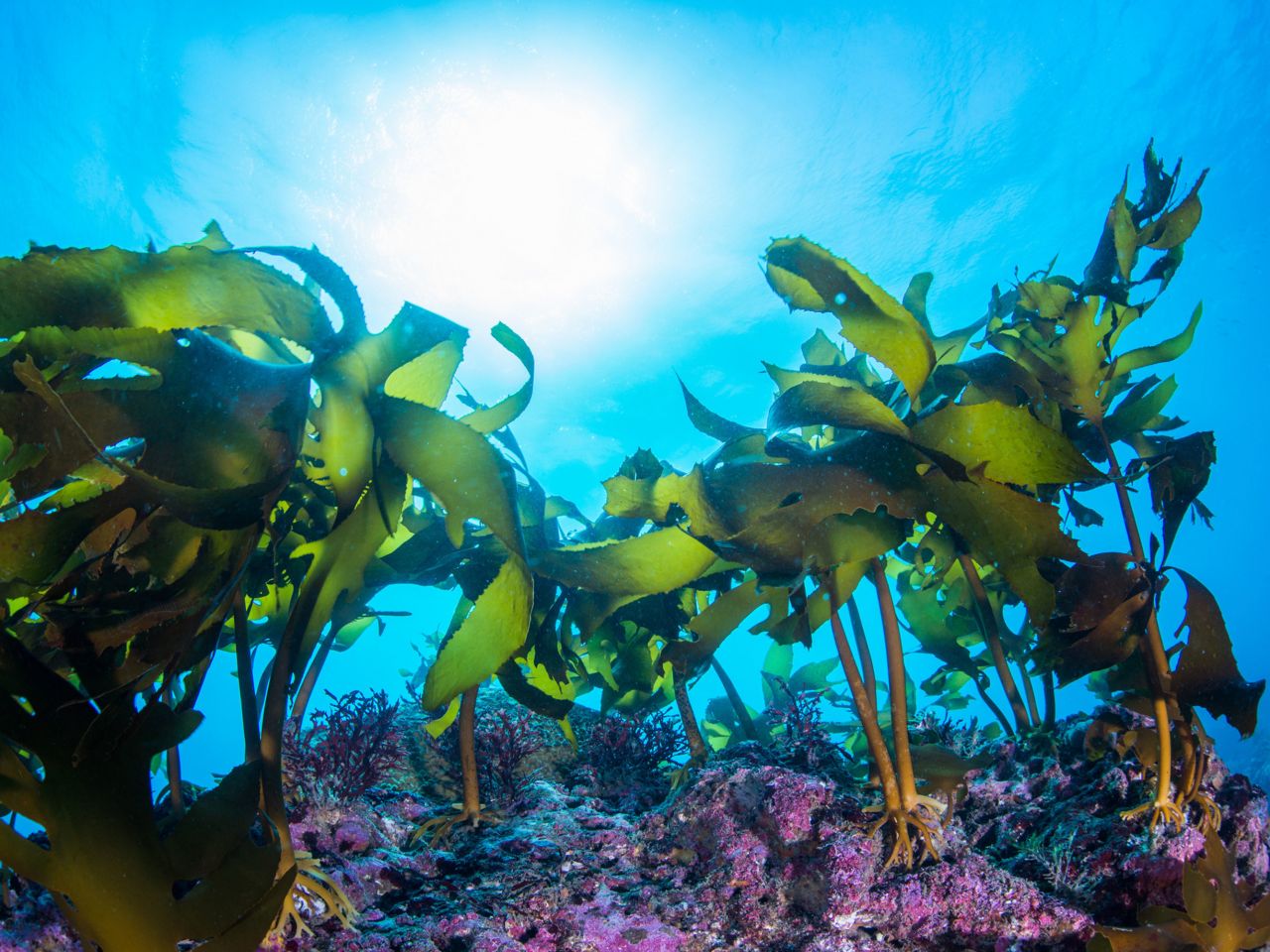 Beauty benefits of seaweed - The Portugal News